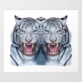 Double White tiger Art Print