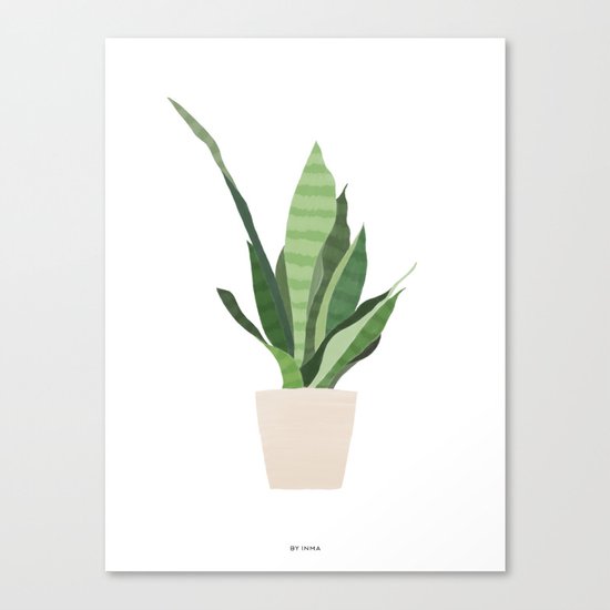 Sansevieria Canvas Print