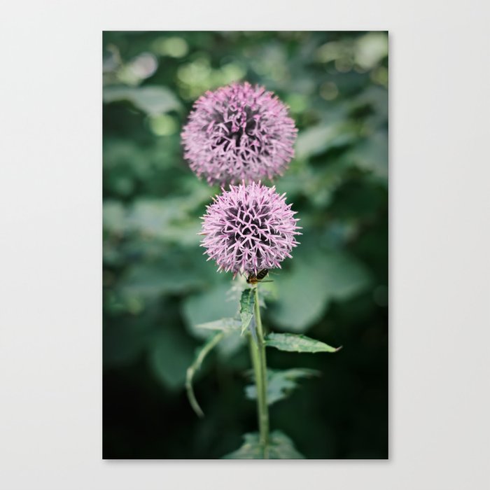 A little Bee on a purple flower on a Summer day | Nature Photography | Fine Art Photo Print Canvas Print