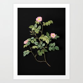 Vintage Blooming Sweetbriar Rose Botanical Illustration on Black (Portrait) Art Print