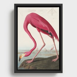 American Flamingo - John James Audubon Framed Canvas