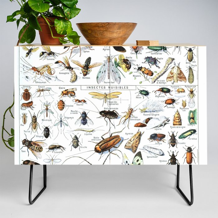 Insects Illustrations by Millot and Larousse Credenza