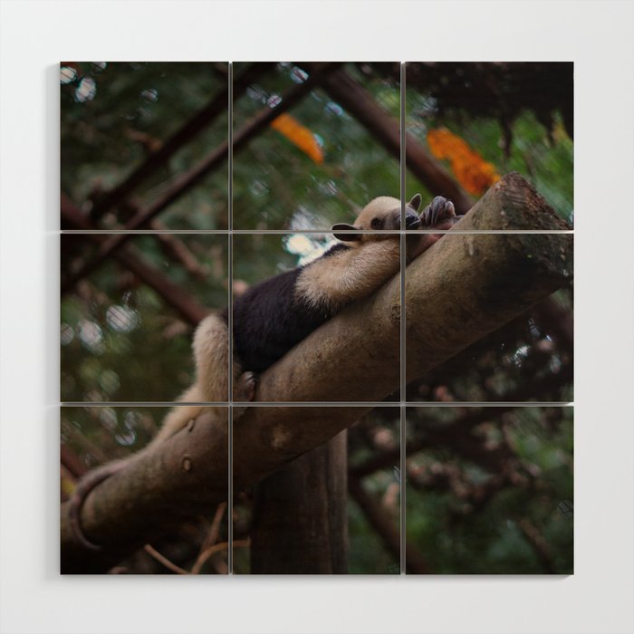 A sleeping mini anteater at Alturas Sanctuary in Costa Rica Wood Wall Art
