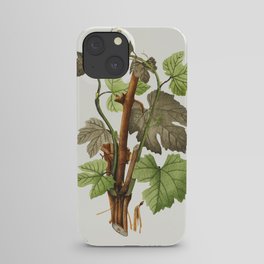 Vintage grapevines illustration.1 iPhone Case