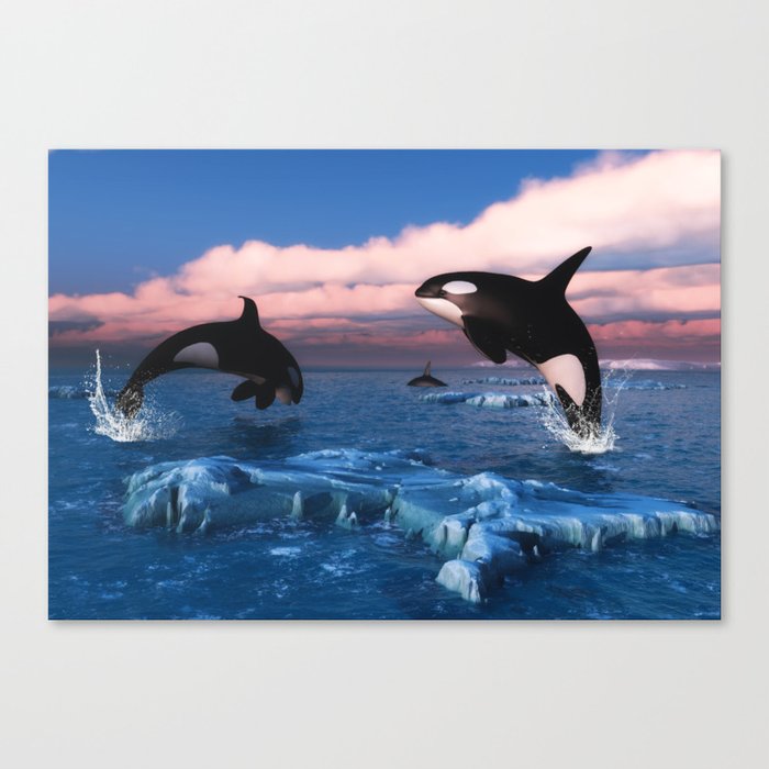 Killer whales in the Arctic Ocean Canvas Print