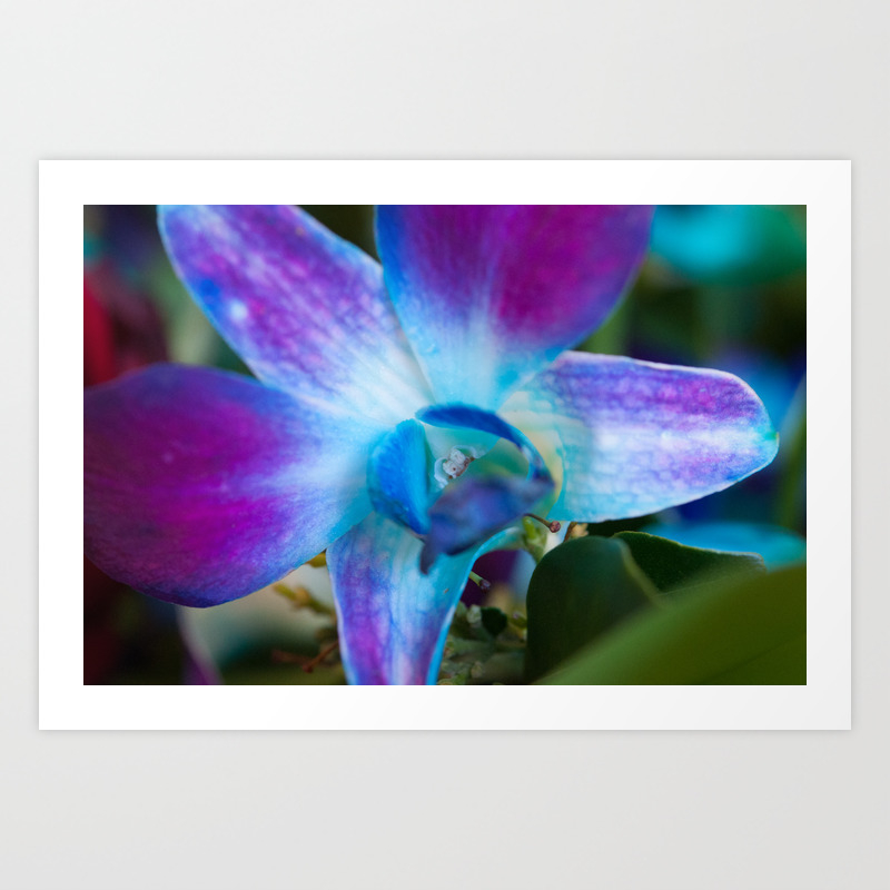 Purple And Blue Dendrobium Orchid Art Print By Teddibrice Society6