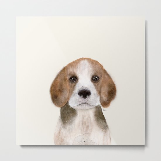 little beagle Metal Print