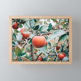 Apple Tree Framed Mini Art Print