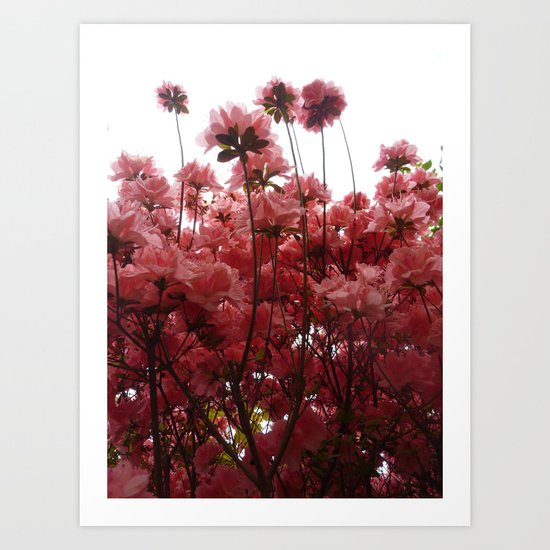 Pink Flowers Art Print