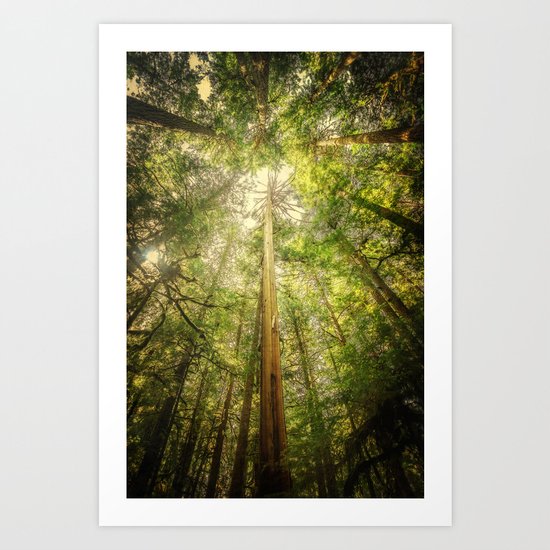 Forest Tree Tops Art Print