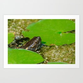 Poking Out. Turtle in Pond  Art Print
