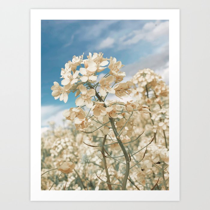 Turnip Blossoms Art Print by Artistic Home Accessories Society6