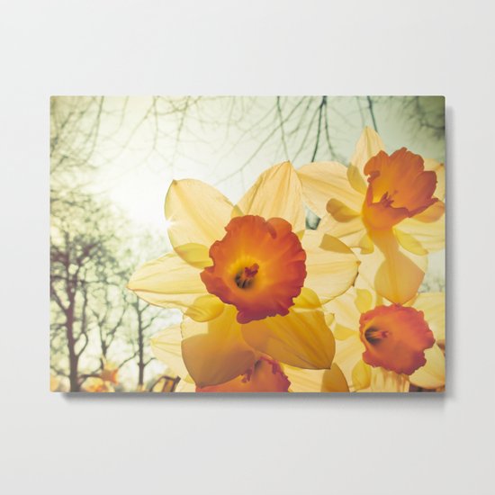 Daffodil Metal Print