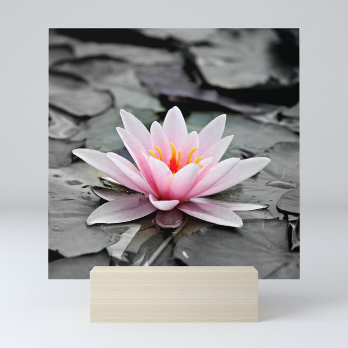 Pink Lotus Flower Waterlily Mini Art Print