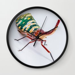 Long Nosed Cicada. Wall Clock