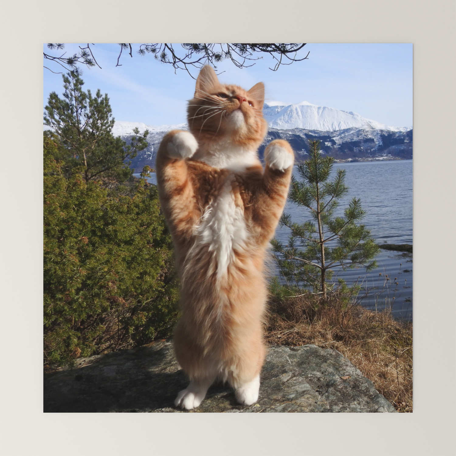 cat paw teddy bear
