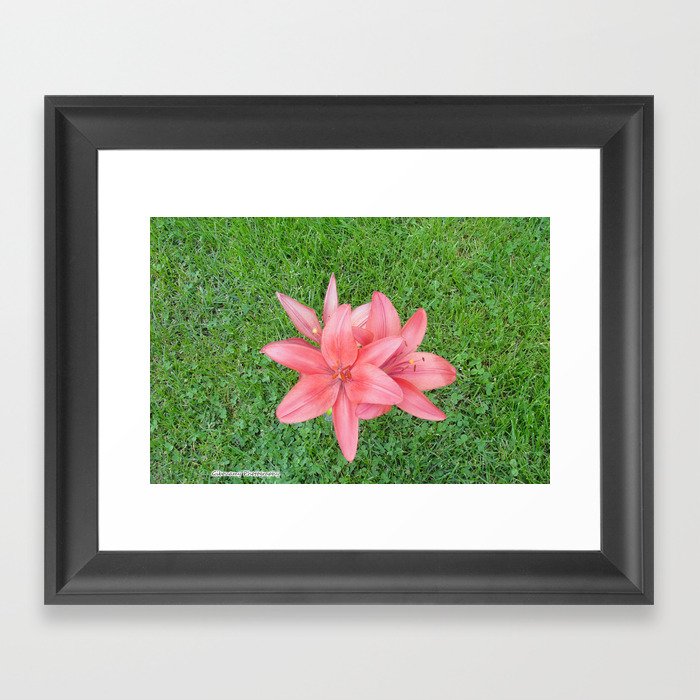 Pink Lily Framed Art Print