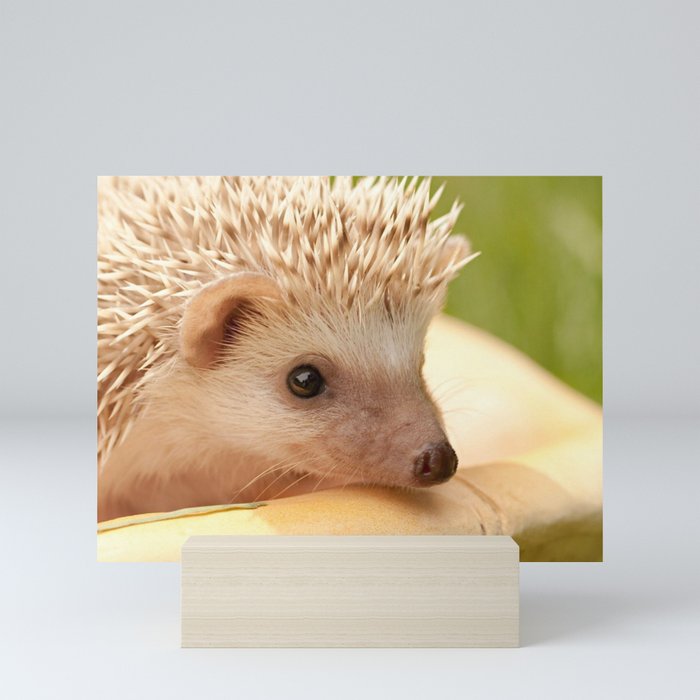 hedgehog muzzle eyes spines Mini Art Print