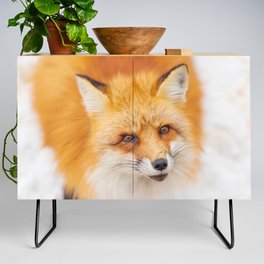 Japanese red fox resting, sleeping and playing in the white snow forest background in Japan Credenza