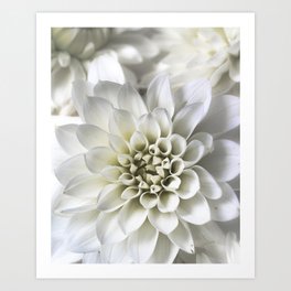 Infinite Petals: Dahlia Flower In White Art Print