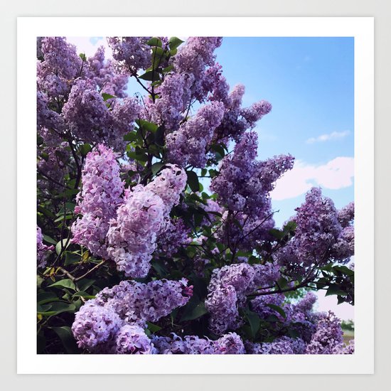 Get Wallpaper Lilac Bush Art Print By Creebelle Society6 Free