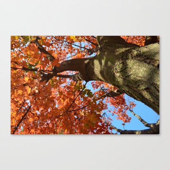 Looking Up Canvas Print