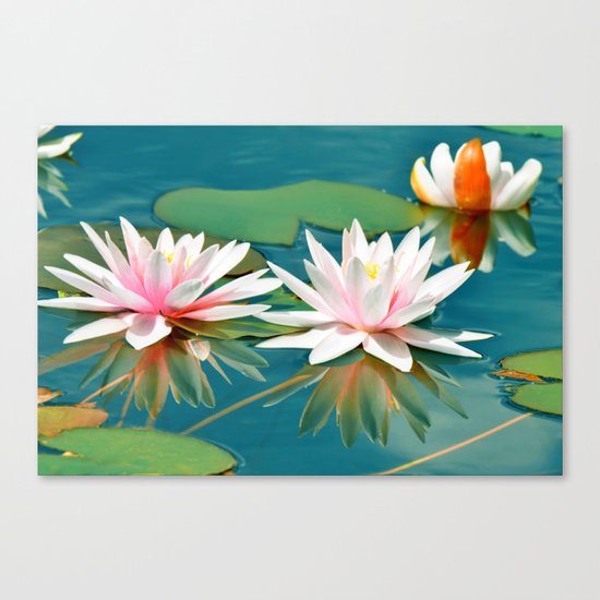 Waterlily 250 Canvas Print