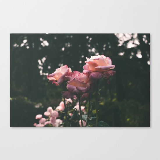 Roses Canvas Print