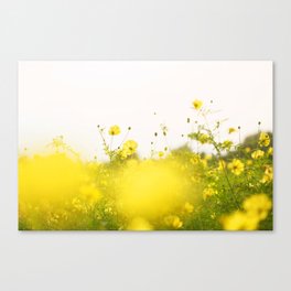 Yellow cosmos Canvas Print