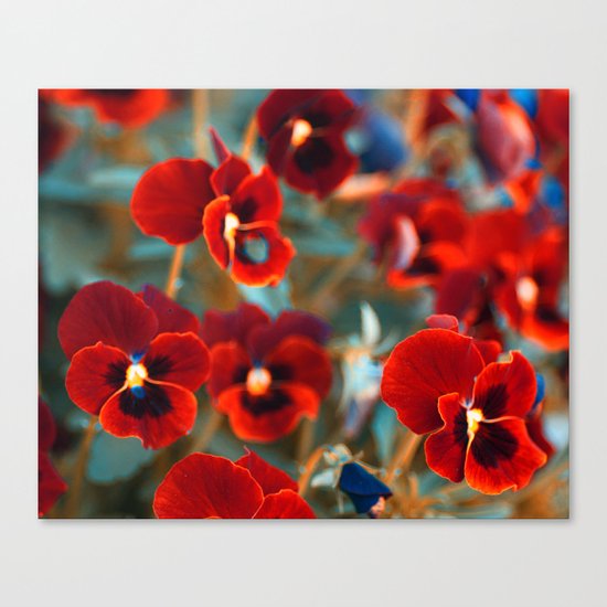 Red violas. Canvas Print