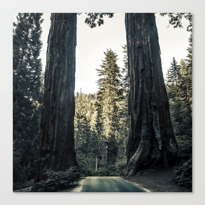 Twin giant redwoods II portrait version / sequoias Pacific Coast California nature color landscape photograph / photography Canvas Print