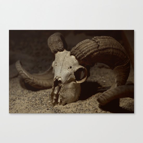 Ram Skull Canvas Print