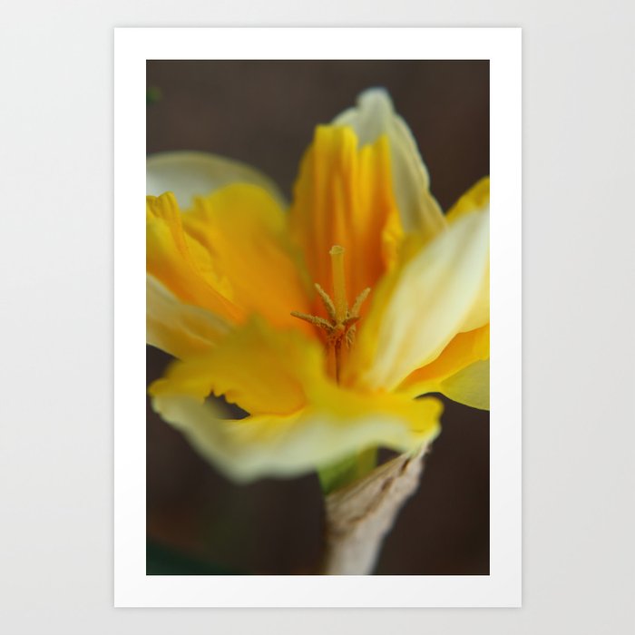 Daffodil Art Print by Christine Baessler Society6