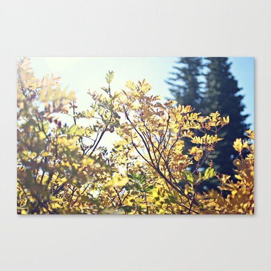 Fall Sun Canvas Print