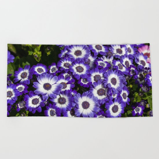 Cineraria Purple Beach Towel