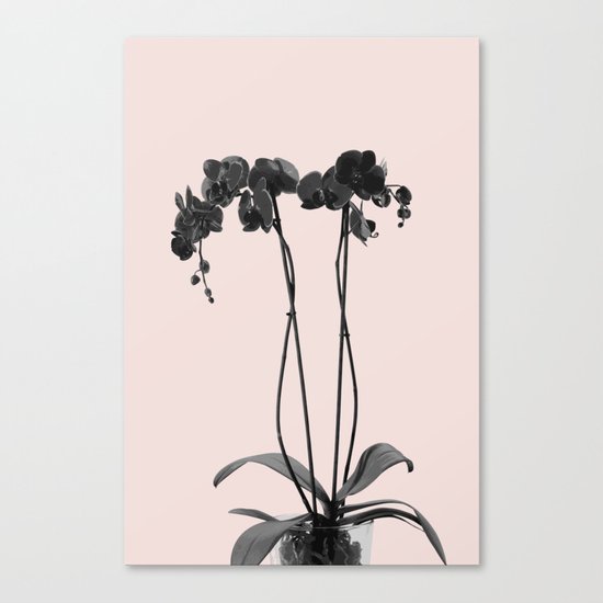 Orchid summer bloom Canvas Print