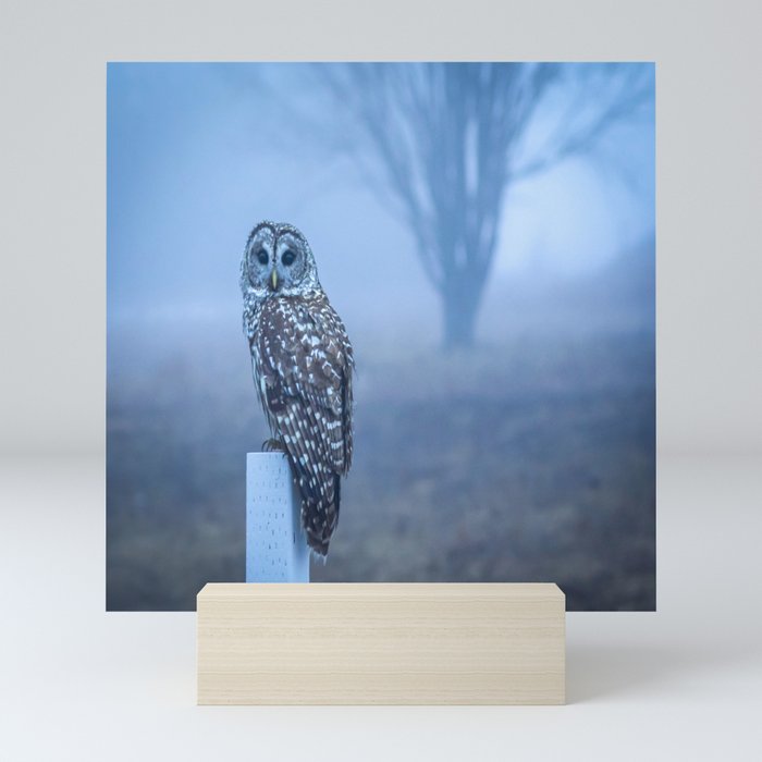 Misty Morning Owl Mini Art Print