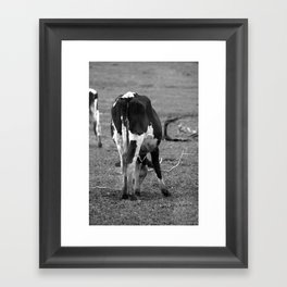 Cow Framed Art Print