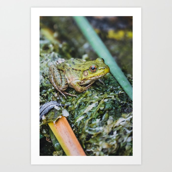 Green Frog, Green Cloak Photograph Art Print
