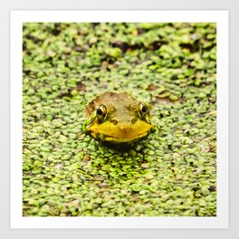 Froggy Pea Soup Pond Art Print
