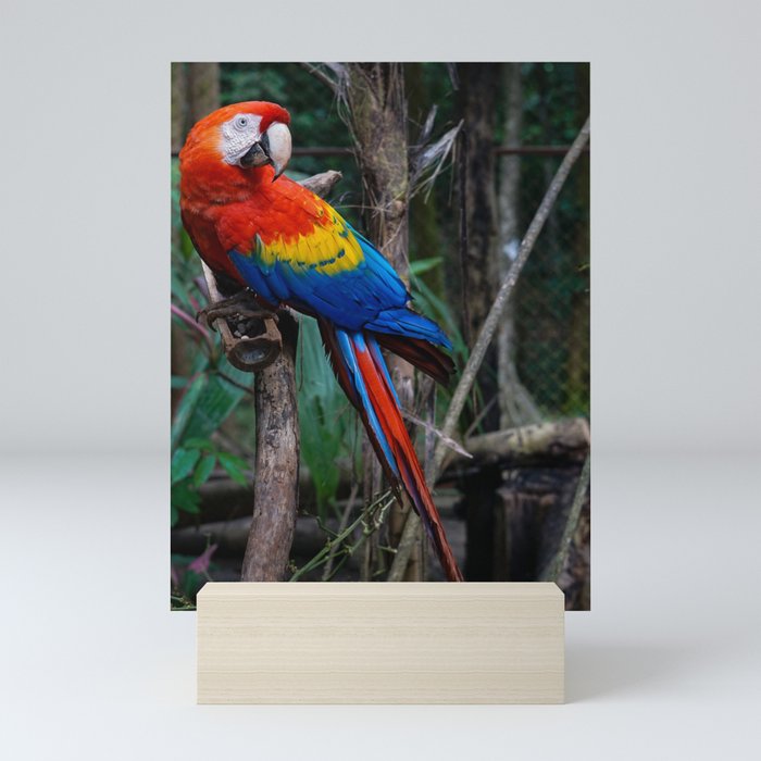 Colourful Macaw at Alturas Sanctuary in Costa Rica Mini Art Print