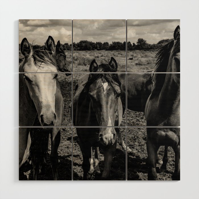 Group of young horses | landscape black and white Photography | framed art work  Wood Wall Art