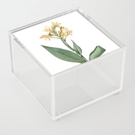 Vintage Water Canna Botanical Illustration on Pure White Acrylic Box