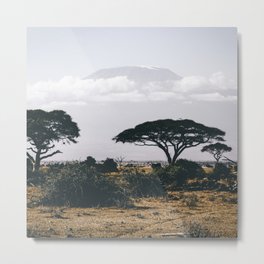 South Africa Photography - Acacia Tree On The Dry Savannah Metal Print