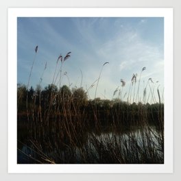 Nature and landscape 5 reed Art Print