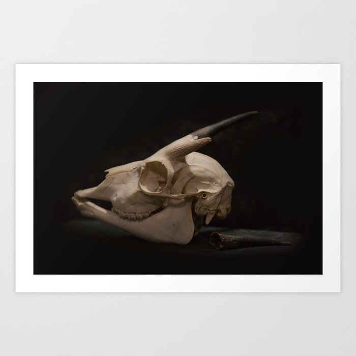 White Tail Deer Skull Art Print