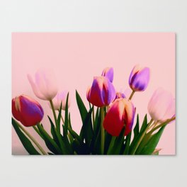 Tulips, Tulipani,Tulipes. Canvas Print