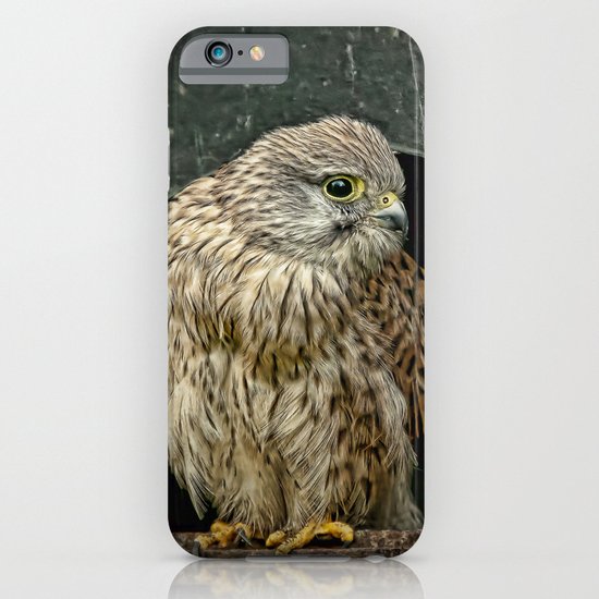 Young Kestrel in a broken window iPhone & iPod Case