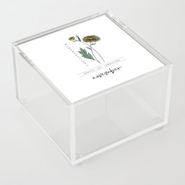 November Birth Flower | Chrysanthemum Acrylic Box