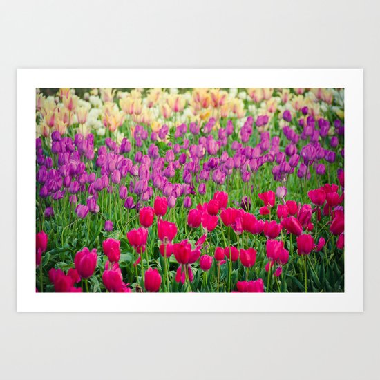 Fields of Color I, Woodburn Tulip Festival Art Print